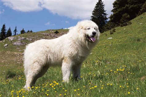 Are Great Pyrenees Good Guard Dogs