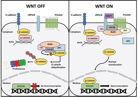 Frontiers | Mechanisms of mutant β-catenin in endometrial cancer ...