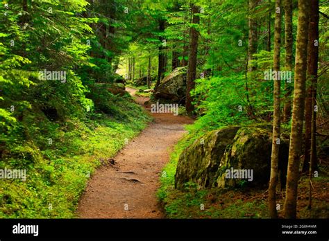 a exterior picture of an Pacific Northwest forest hiking trail Stock ...