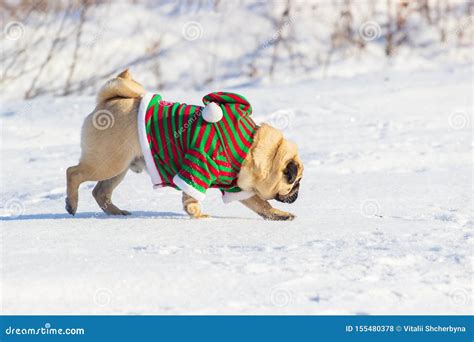 Pug Dog with Christmas Elf Costume Run on a Snow at Cold Winter Day ...