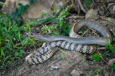 Oriental rat snake (Ptyas mucosa)