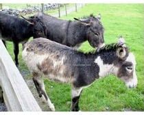 Facts About Mule - Interesting & Amazing Information On Mules