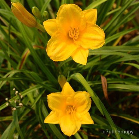 50 pcs Hemerocallis fulva seeds Ruby gold doll edible Hemerocallis ...