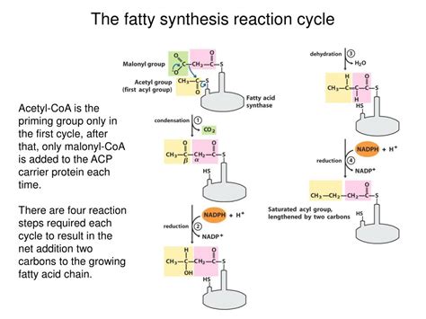 PPT - Lipid Metabolism 2: Acetyl-CoA carboxylase, fatty acid synthase ...