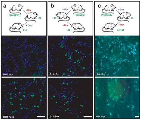 Longitudinal analysis of mammogenesis using a novel tetracycline ...