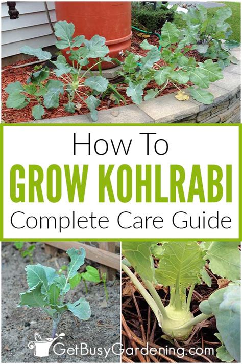 Growing Kohlrabi - The Complete How To Guide