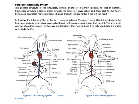 Rat Dissection Thoracic Cavity Circulatory System