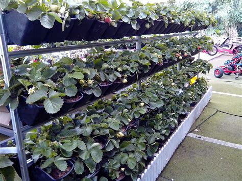 growing strawberry in vertical way | Growing strawberries, Growing ...