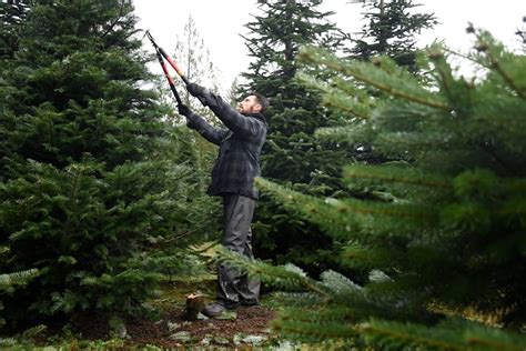 Busier season than usual for Maple Ridge Christmas tree farm - Maple ...