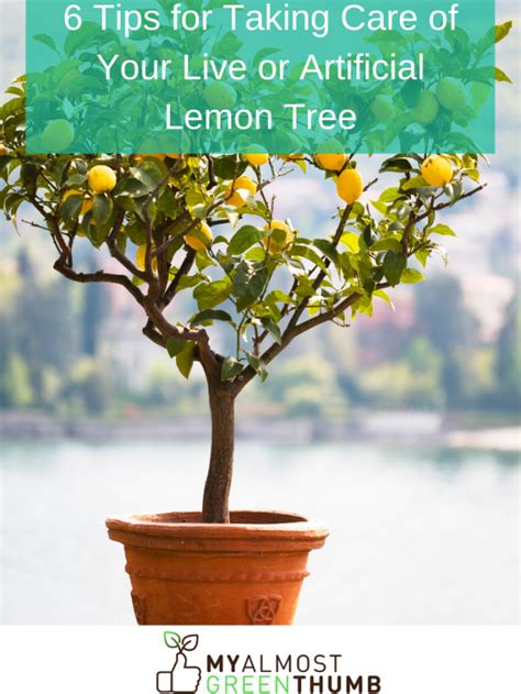 6 tips for taking care of your live or artificial lemon tree – Artofit