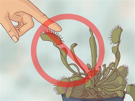 How to Care for Venus Fly Traps (with Pictures) - wikiHow