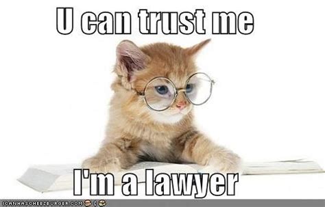 Lawyer cat | Funny cats, Cats, Cat memes