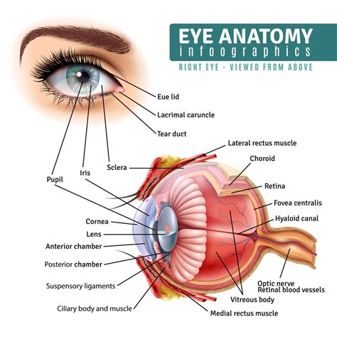 What Are The Eyes Made Of? - Pacific Vision Institute Articles