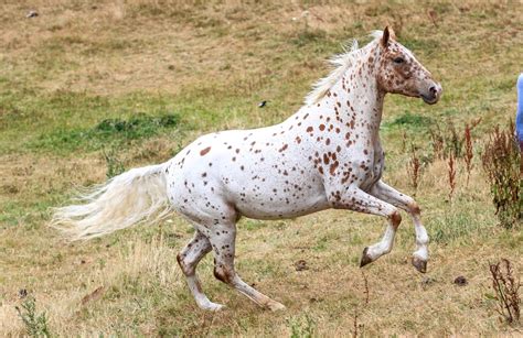 The beautiful Appaloosa horses | American horse breed