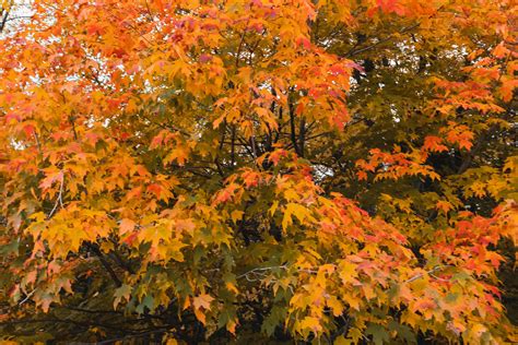 10 Maple Trees for Best Fall Color