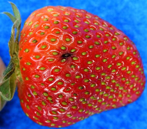 Black seed disease of Strawberry | Vegetable Pathology – Long Island ...