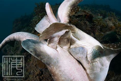 Whitespotted Bamboo Shark Mating | Chiloscyllium plagiosum