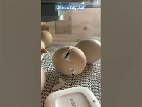 Silkie Chicken Egg Hatching - YouTube