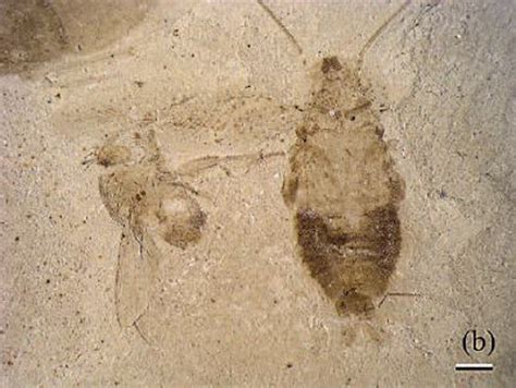 49-Million-Year-Old Cockroach Fossil Found | Live Science