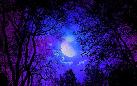 Dark Forest Moon Wallpaper