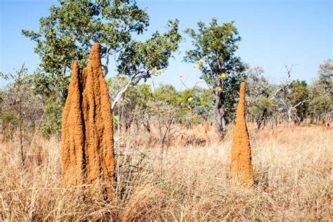 Termite mound in Australia stock photo. Image of desert - 64347640