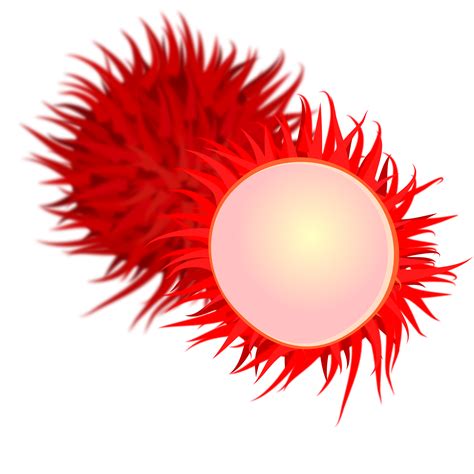 Rambutan clipart - Clipground