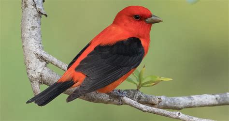 Scarlet Tanager Identification, All About Birds, Cornell Lab of Ornithology