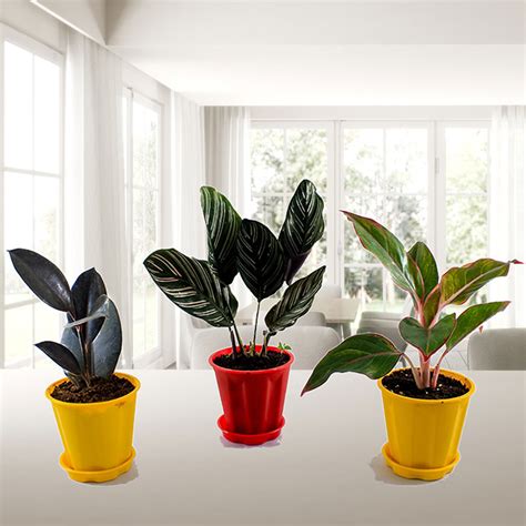 Buy Top 3 Delightful Indoor Plants Pack | Nursery Nisarga