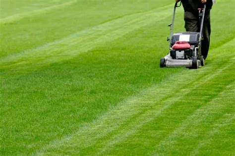 'Stopping cutting your grass': No Mow May gets Monty Don backing ...