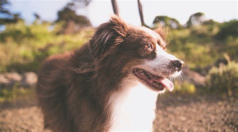 Australian Shepherd Grooming Tips - Puff and Fluff Spa