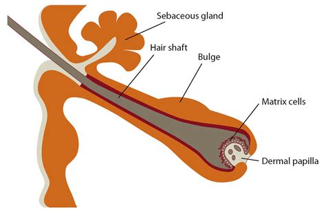 Human Follicle Dermal Papilla Cells (HFDPC) | PromoCell