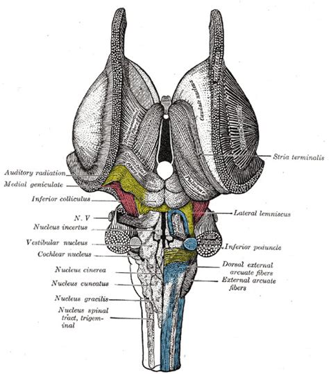 Neuroanatomy, Nucleus Vestibular - StatPearls - NCBI Bookshelf