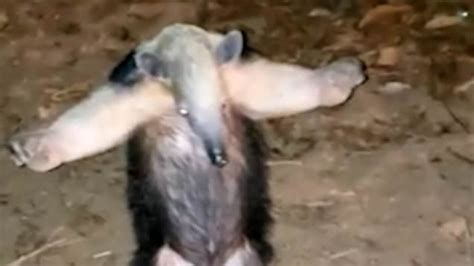 Giant Anteater Attack