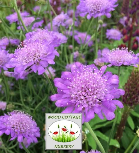 Scabiosa Butterfly Blue - Wood Cottage