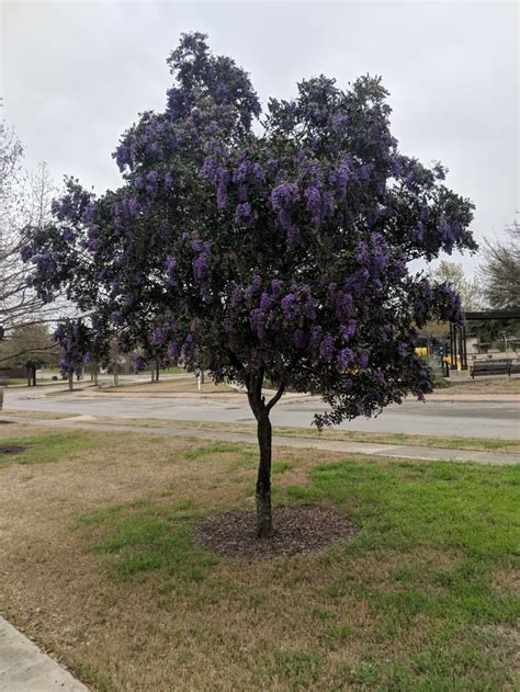 Beautiful Texas Mountain Laurel. Smells like grape koolaid! : gardening