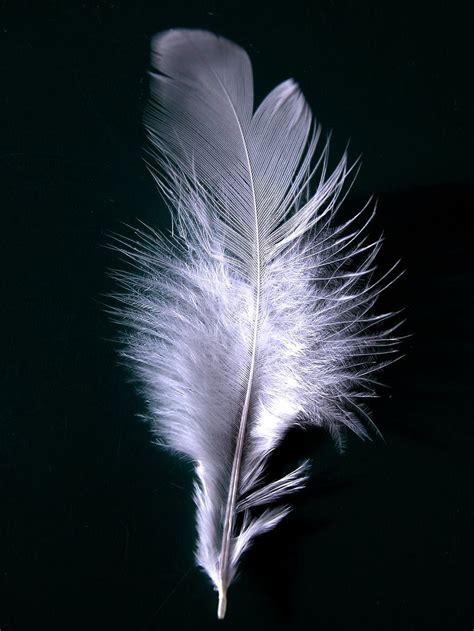 Suffragettes pinned a White Feather as a symbol of cowardice onto men ...