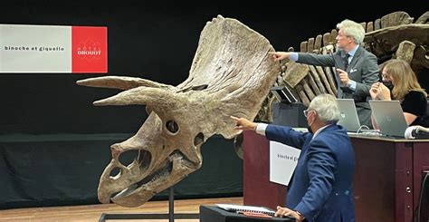 Largest known Triceratops fossil sells for £5.6 million | Natural ...