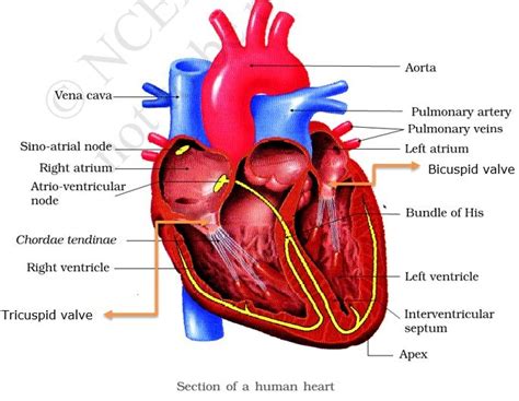 Circulatory System & Double Circulation - SAMUNDRAGYAAN EDUCATION ...