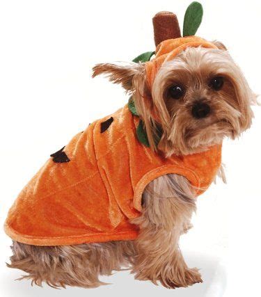 pumpkin | Dog pumpkin, Pumpkin halloween costume, Dog halloween costumes