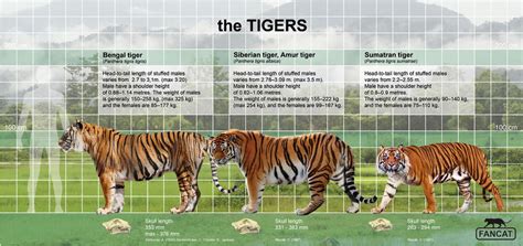 The tigers size by bigfancat on DeviantArt