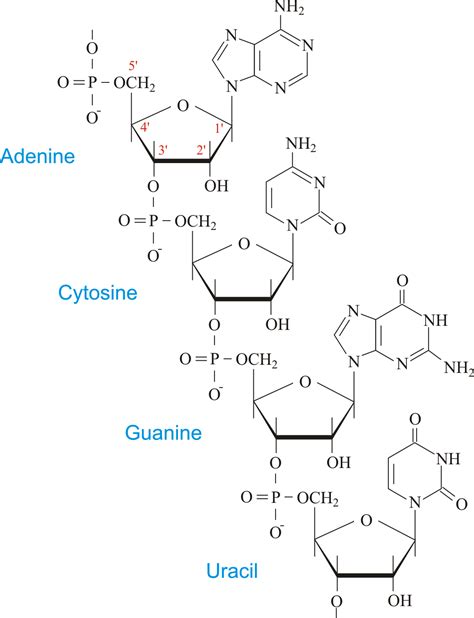 Ribonucleic Acid