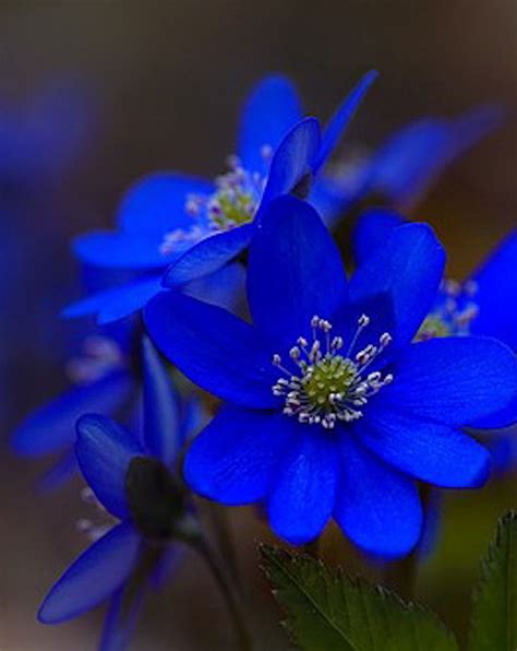 Beautiful Blue Flowers Amazing Flowers, Fresh Flowers, Colorful Flowers ...