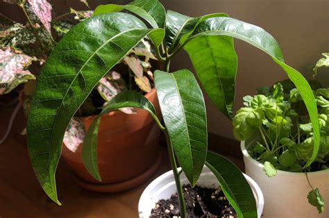 How to Grow a Mango Seed Plant From the Pit, Step by Step - Brightly