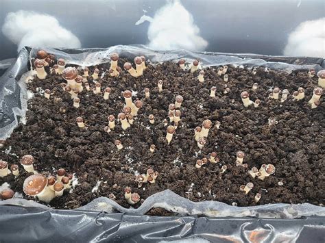 Close to harvest? Stropharia Cubensis Cuban - Mushroom Cultivation ...