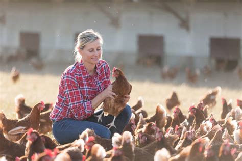 2,200+ Farm Women Farmer Chicken Stock Photos, Pictures & Royalty-Free ...