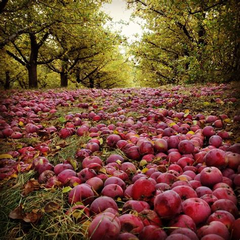 Apple orchards in Washington. | Nature, Apple orchard, Washington state