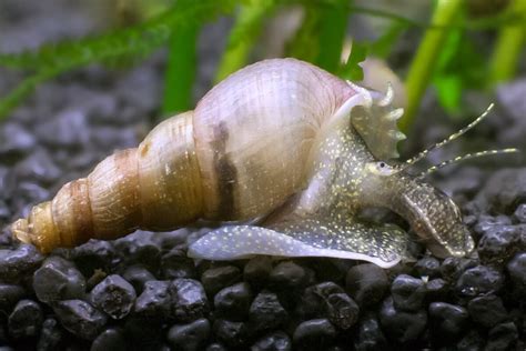 Aquarium Libraries - Ramshorn Snail