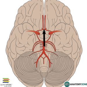 Anterior Communicating Artery - AnatomyZone