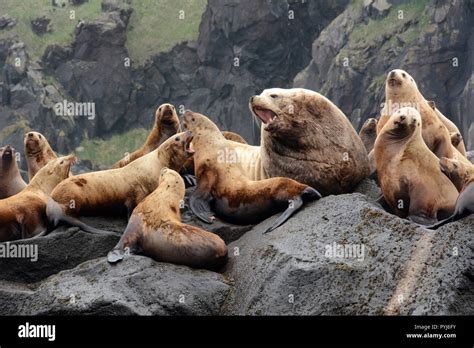 A colony of steller sea lions, including a large male (bull), on a ...