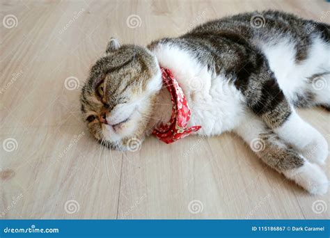 Scottish Fold Sleeping on the Wooden Floor. Stock Image - Image of ...